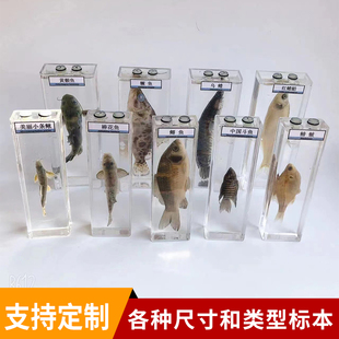 鱼类标本幼儿园科学实验教学真实动物浸制泡爬行生物展示海洋定制