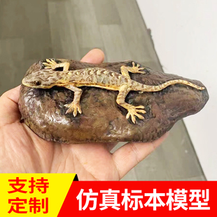 高仿真动物鱼类两栖类蜥蜴标本加工制作生物蛙类3D打印标本模型