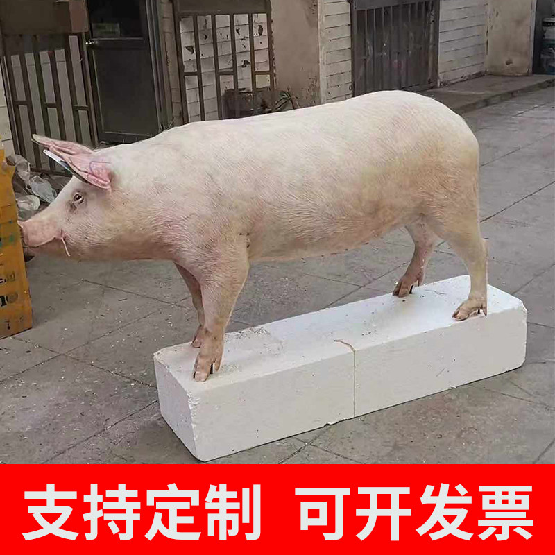 大型哺乳动物真实家猪牛羊马剥制标本加工定制作兽类道具模型摆件