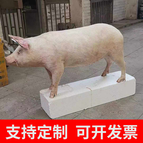 大型哺乳动物真实家猪牛羊马剥制标本加工定制作兽类道具模型摆件