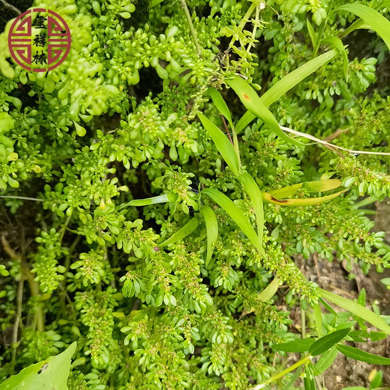 宝祥林深山小叶冷水花 新鲜蚁仔草 小叶冷水麻透明草500g