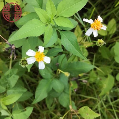 宝祥林农家现摘新鲜鬼针草250g粘人草 鬼钗草虾钳草 蟹钳草干品