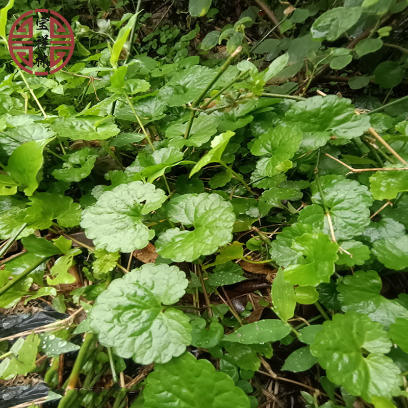 宝祥林深山新鲜透骨消 金钱薄荷新货干品驳骨消接骨消 连钱草250g,传统滋补营养品,其他药食同源食品,淘宝优惠券,粉丝福利购,淘宝优惠卷