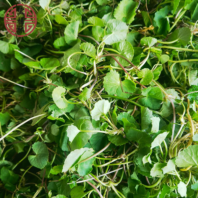 宝祥林新鲜积雪草雷公根 铜钱草崩大碗潮汕蚶壳草下单现摘250g