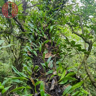 抱石莲新鲜金龟藤伏石蕨抱树莲石瓜子中草药现采深山长叶抱石莲