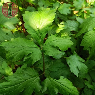 宝祥林新鲜现采珍珠菜白苞蒿珍珠花菜珍珠草红艾草真珠菜250g