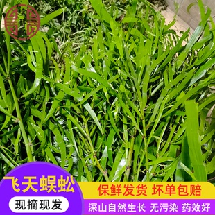飞天蜈蚣草正宗新鲜神仙对坐草石上蜈蚣现采百足草枝叶250g竹节蓼