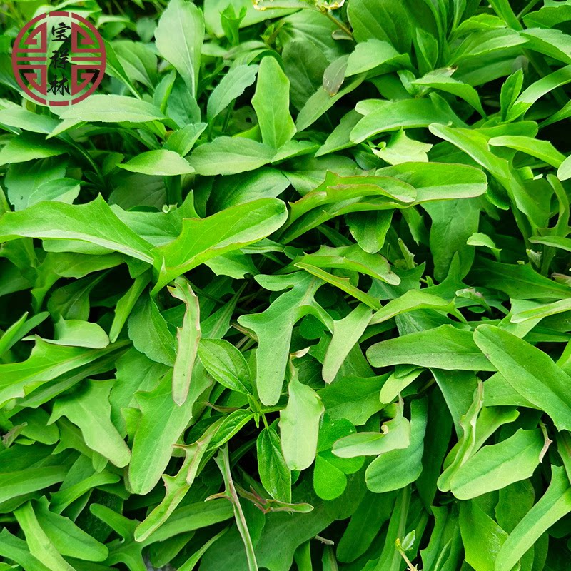 宝祥林鸭舌草新鲜鹅公英潮汕假蒲公英正宗剪刀股250g鸭舌红草