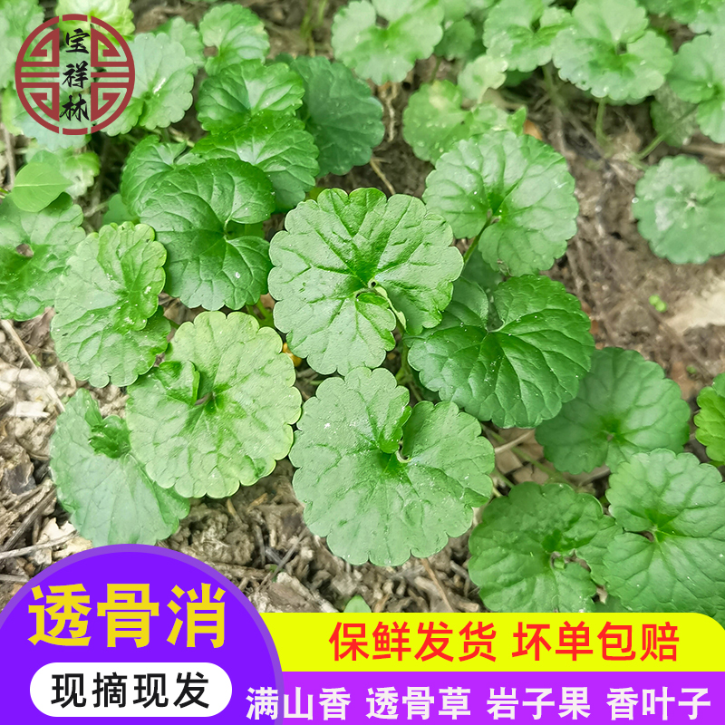深山新鲜透骨消 金钱薄荷新货干品驳骨消中草接骨消 连钱草250g
