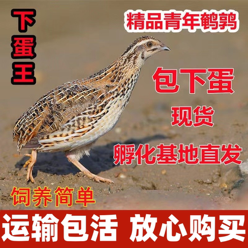 鹌鹑活苗青年鹌鹑鸡活体天天产蛋