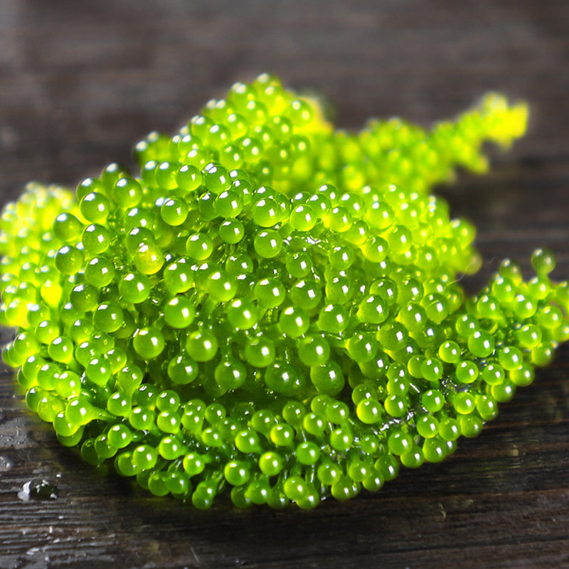 盐渍海葡萄新鲜海洋绿色蔬菜植物界鱼子酱海藻菜海草裙带菜袋装