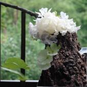 青川农家特产干货野山椴木白木耳雪耳孕妇糯耳无硫非古田通江银耳