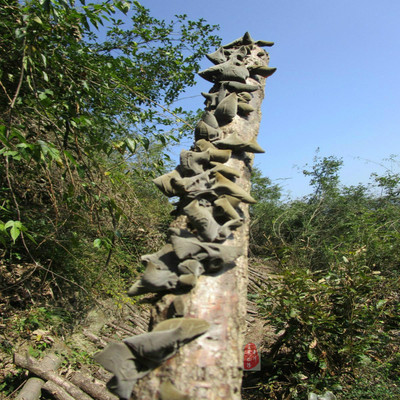 青川黑木耳椴木秋小朵耳