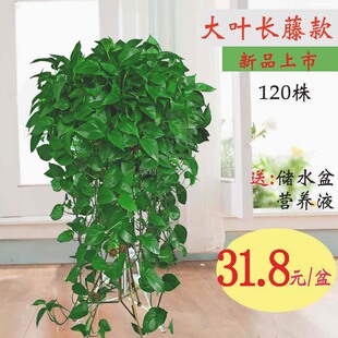 大盆绿萝盆栽室内特大垂吊客厅绿箩长藤款 家用除甲醛吊兰新房植物