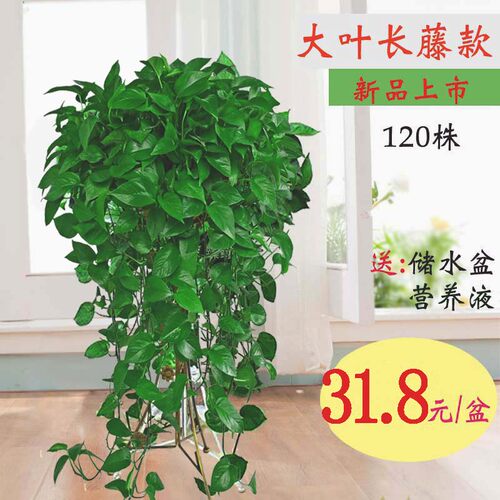 大盆绿萝盆栽室内特大垂吊客厅绿箩长藤款家用除甲醛吊兰新房植物 - 封面
