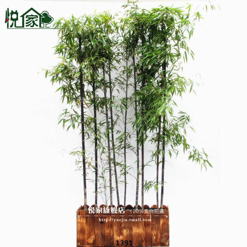 竹子苗盆栽庭院植物阳台四季常青罗汉竹子金镶玉毛青竹观赏紫竹苗