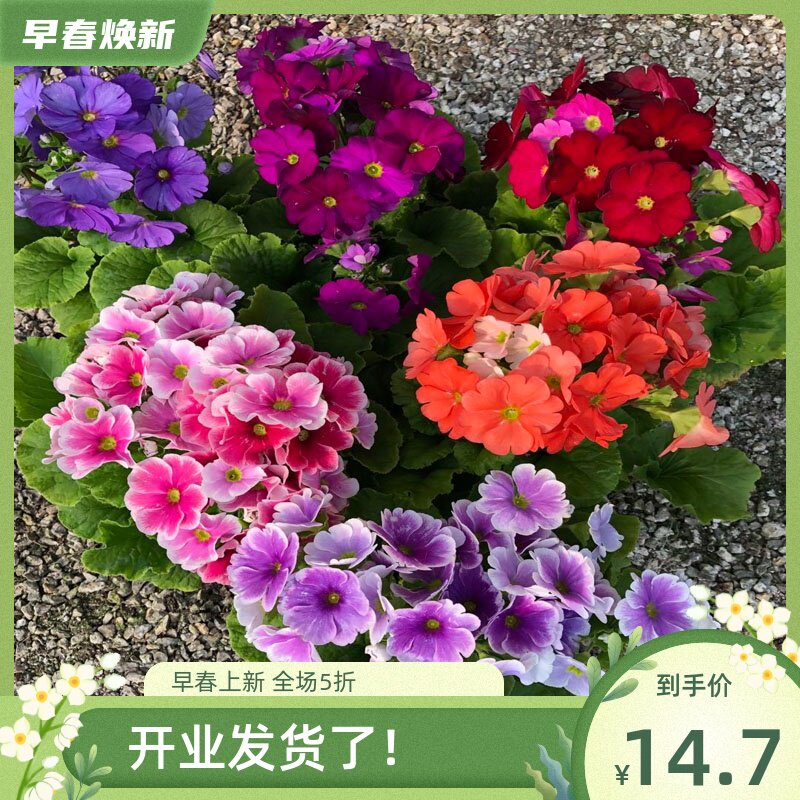 四季樱草盆栽植物喜凉耐寒报春花卉阳台庭院易养花期长冬季开花 玮帆景观花卉 淘优券