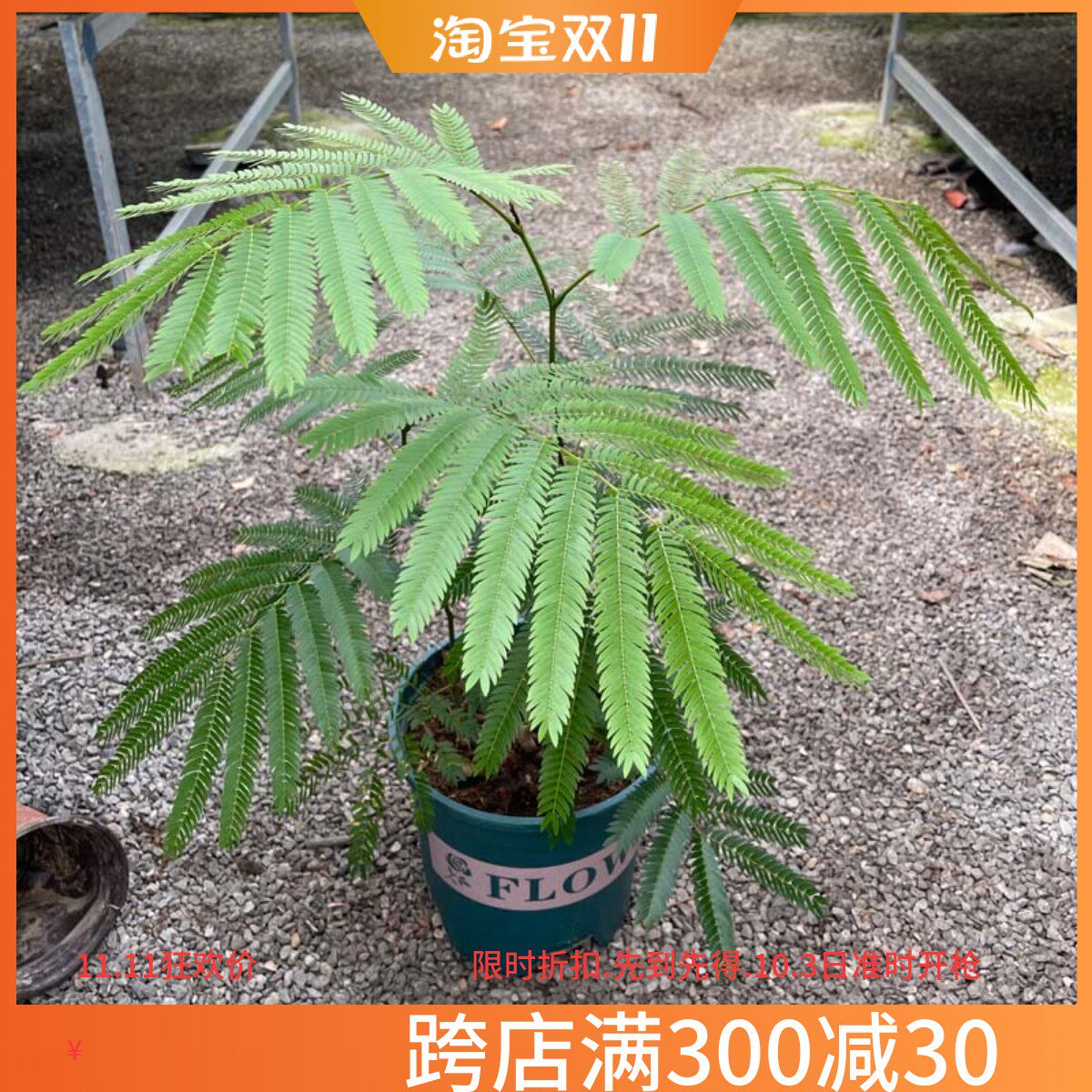 密叶猴耳环木本植物室内植物