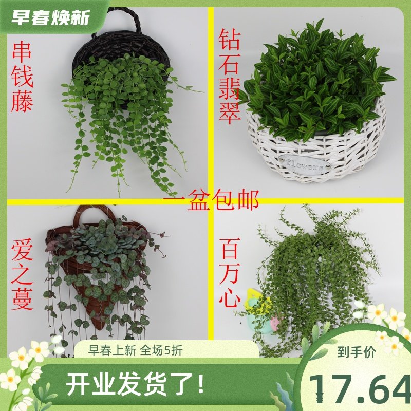 爱之蔓百万心串钱藤钻石翡翠柳叶吊兰四季常青家养室内净化空气 玮帆景观花卉 淘优券