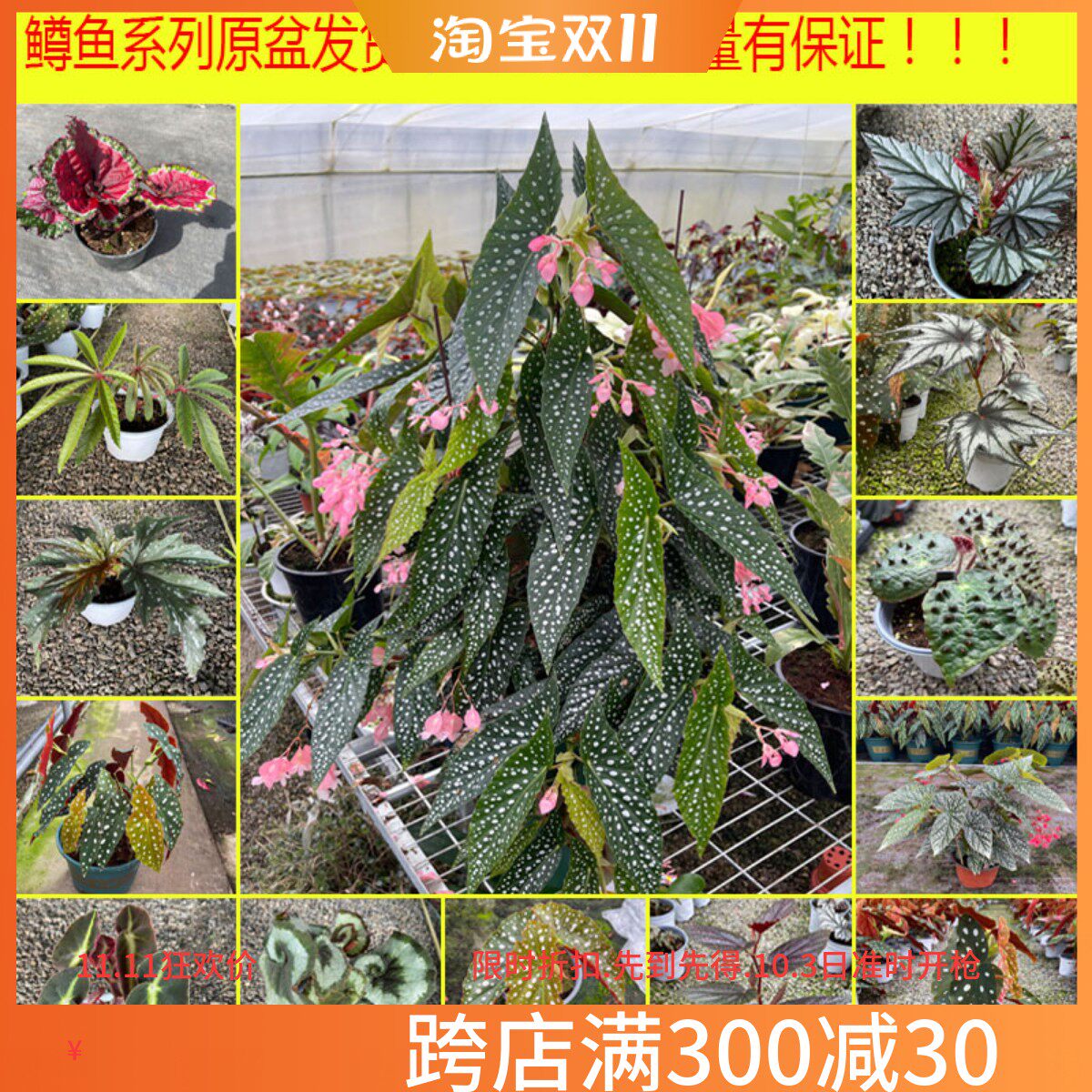 鳟鱼秋海棠白冰富士山热带植物鲜花绿植花盆马丁之谜室内客厅花园