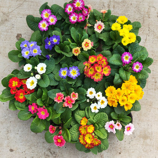 报春花盆栽欧洲花卉重瓣冬季耐寒四季开花带花苞阳台室内喜光包邮