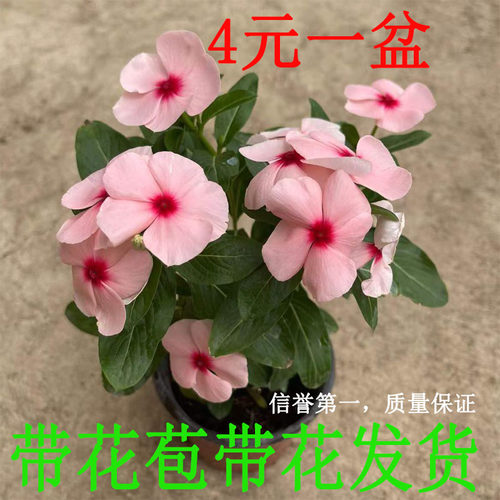 长春花天天开四季开花带花发货