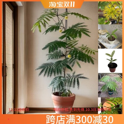 密叶猴耳环,网红植物日版密猴
