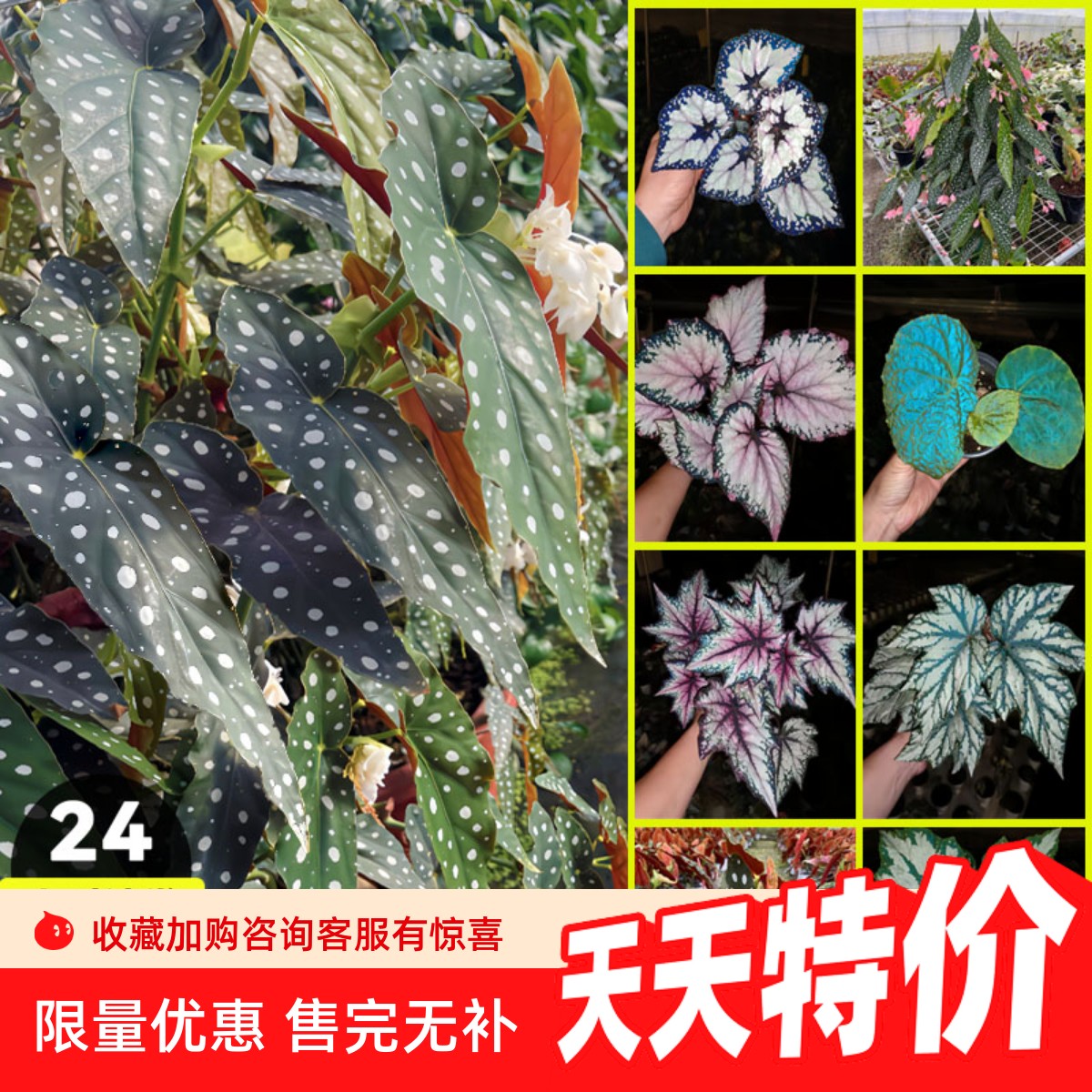 鳟鱼秋海棠粉旗鱼海威进口 ins风网红绿植盆栽室内阳欧式植物花卉