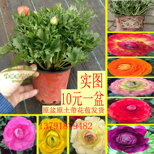 重瓣花毛茛芹叶牡丹植四季开花