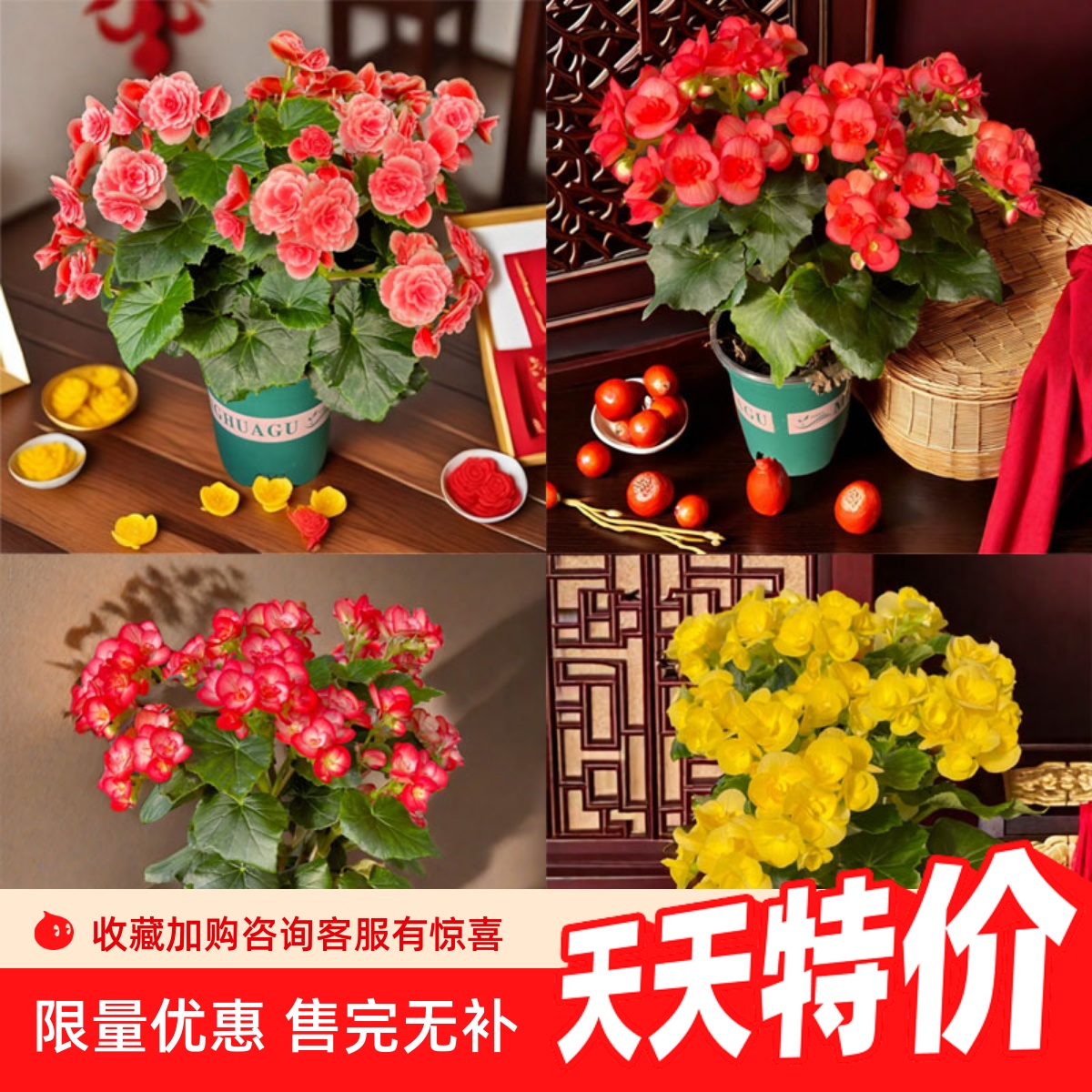 重瓣丽格海棠盆栽带花苞海棠开花不断玫瑰玻璃海棠花室内阳台花卉