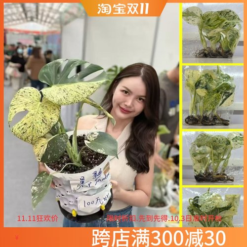 泰国网红ins洒金龟背竹白怪兽星