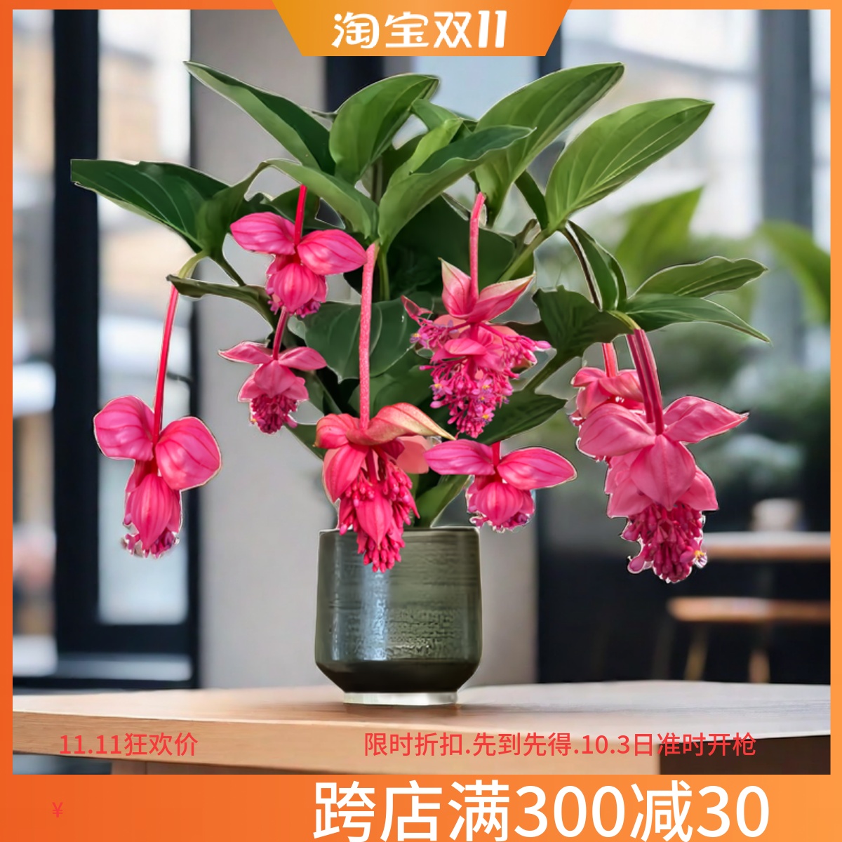 荷兰进口宝莲灯花苗开花植物室内盆栽植物客厅办公室高档花