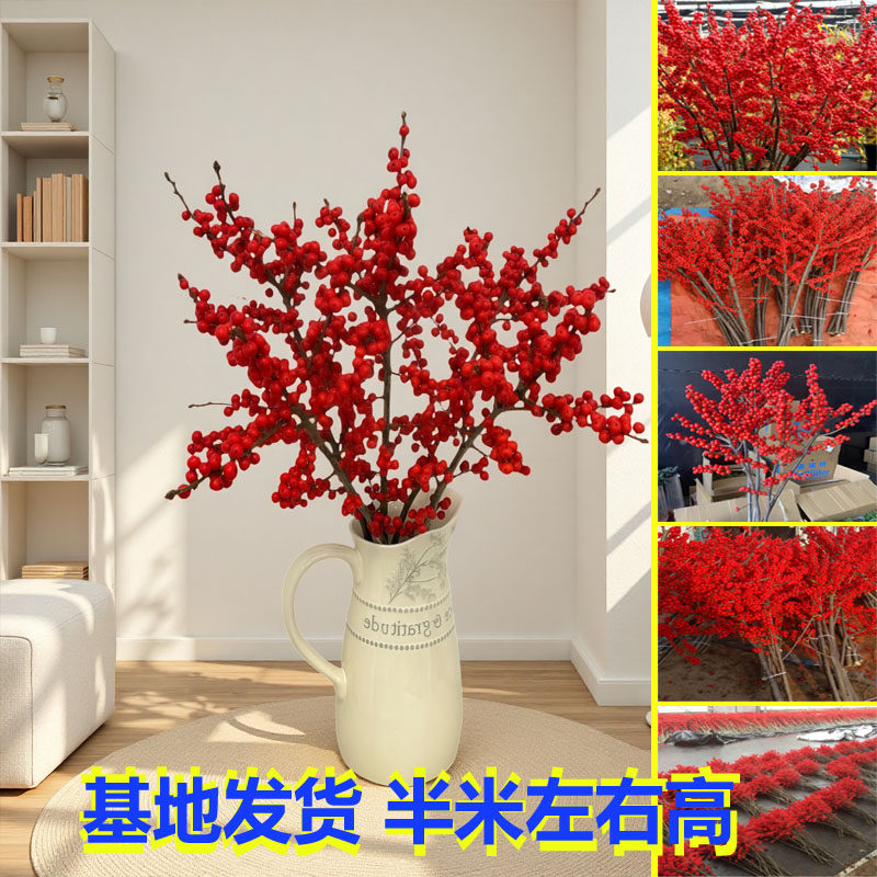 北美冬青鲜花年宵花发财红豆真花水养鲜切枝室内客厅摆放花鲜切花,鲜花速递/花卉仿真/绿植园艺,时令草本花卉,淘宝优惠券,粉丝福利购,淘宝优惠卷