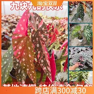 鳟鱼秋海棠白冰富士山热带植物鲜花绿植花盆马丁之谜室内客厅花园