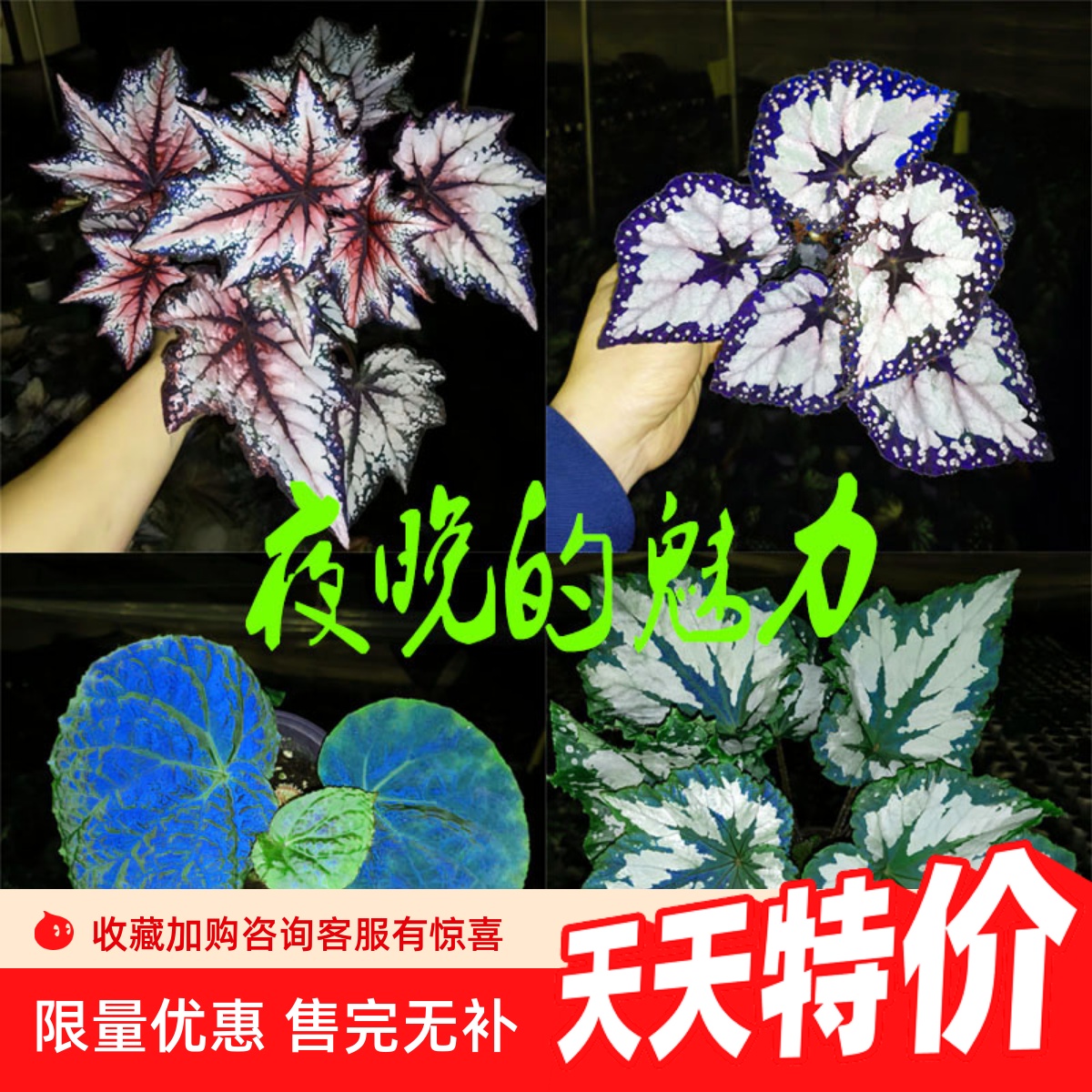 绿植室内阳台观叶植物