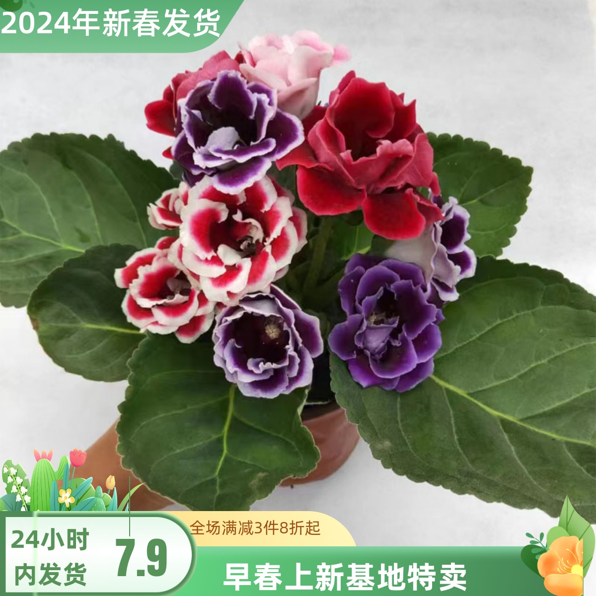 重瓣大岩桐盆栽带花苞富贵芙蓉花阳台客厅办公室四季开花好养易活 鲜花速递/花卉仿真/绿植园艺 时令草本花卉 原图主图