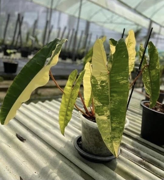 橙柄锦蔓绿绒花叶锦化原种进口热植