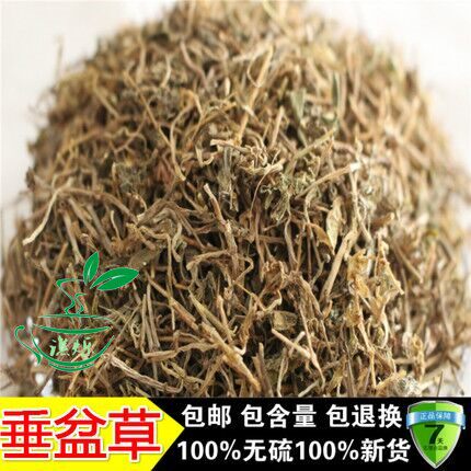 中药材 中草药垂盆草 新货 垂盆草 老鼠芽 500克包邮