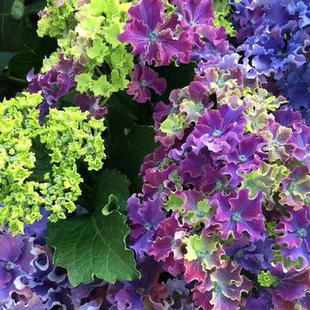 绣球花苗新三河千鸟漫卷流光紫水晶开花盆栽花卉植物室内庭院易