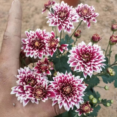 钟山双骄盆栽带花苞发货菊花阳台