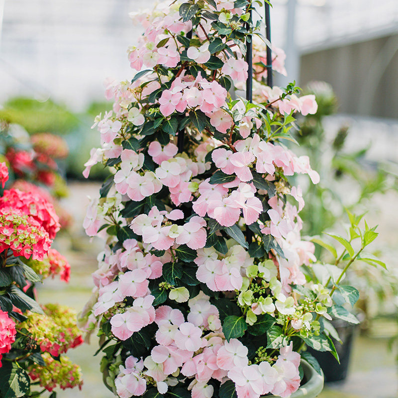 粉色白色落跑新娘绣球花带花苞逃跑新娘阳台庭院花园造型爬藤盆栽