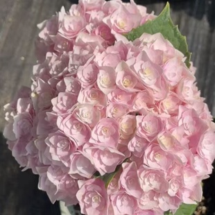绣球花苗新三河千鸟漫卷流光紫水晶开花盆栽花卉植物室内庭院易