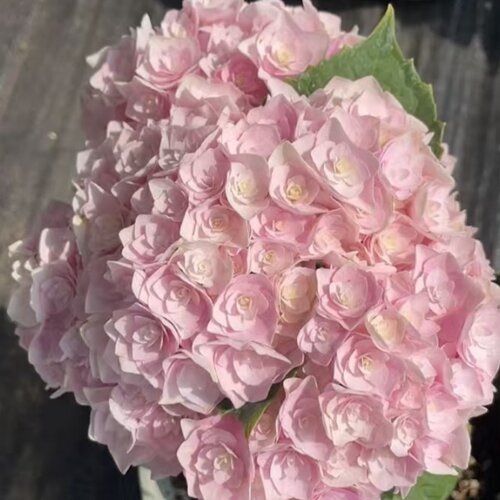 绣球花苗三河千鸟漫卷流光紫水晶