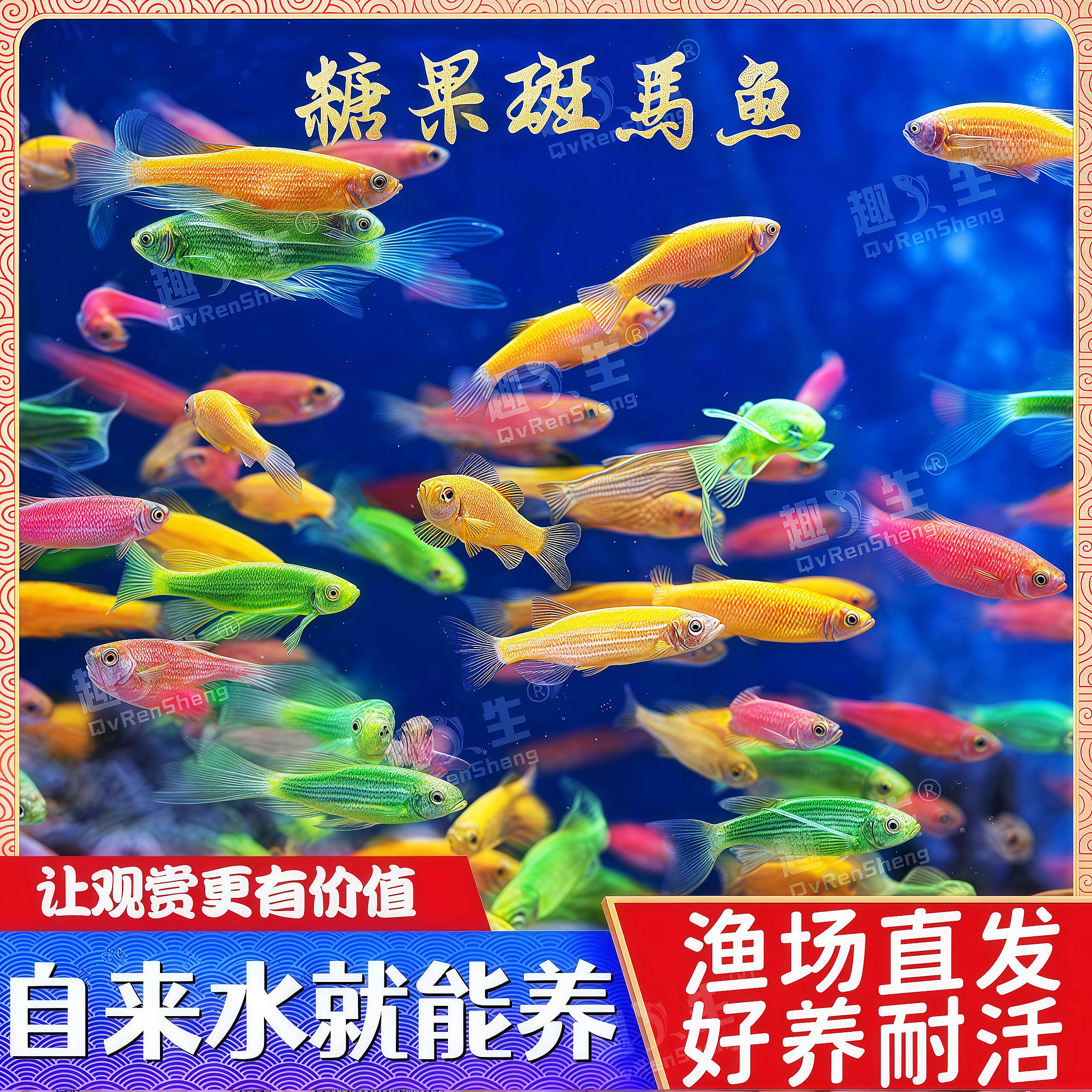 斑马鱼小型热带鱼观赏鱼红绿灯科金鱼群游孔雀鱼练手好养耐活小鱼