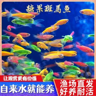 斑马鱼小型热带鱼观赏鱼红绿灯科金鱼群游孔雀鱼练手好养耐活小鱼