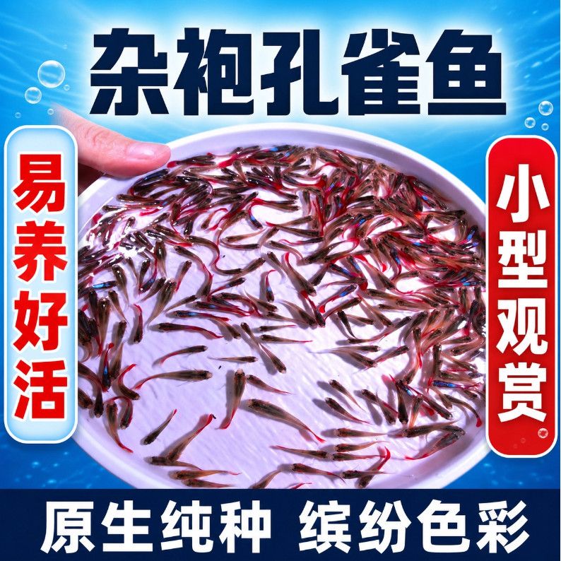 孔雀鱼观赏鱼苗纯种花鳉好养耐活怀孕鱼苗淡水热带观赏小鱼