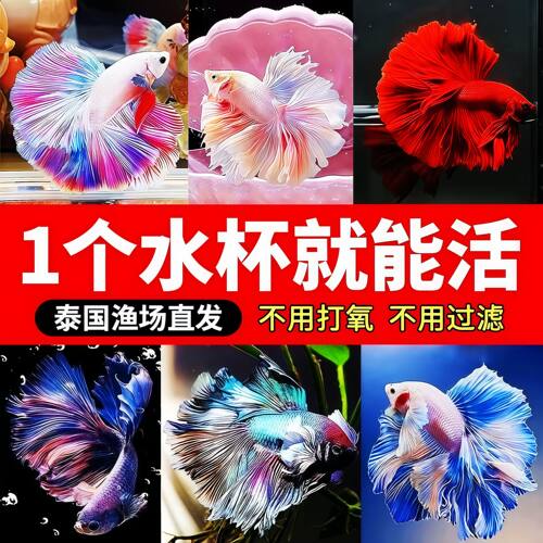 赛级斗鱼泰国宠物热带仙女婚纱小型鱼纯白半月桌面观赏鱼好养耐活