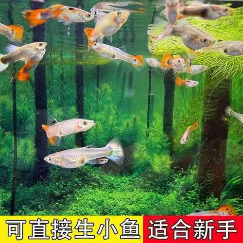 孔雀鱼观赏鱼纯种小型热带淡水好养耐活自来水鱼苗临产孕母大尾巴