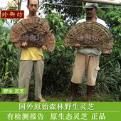 奥阳 珍御坊进口纯野生灵芝 煲汤 灵芝茶 100克 芝易灵芝切片