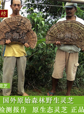 珍御坊进口纯野生灵芝  芝易灵芝切片 灵芝茶 煲汤 奥阳 100克